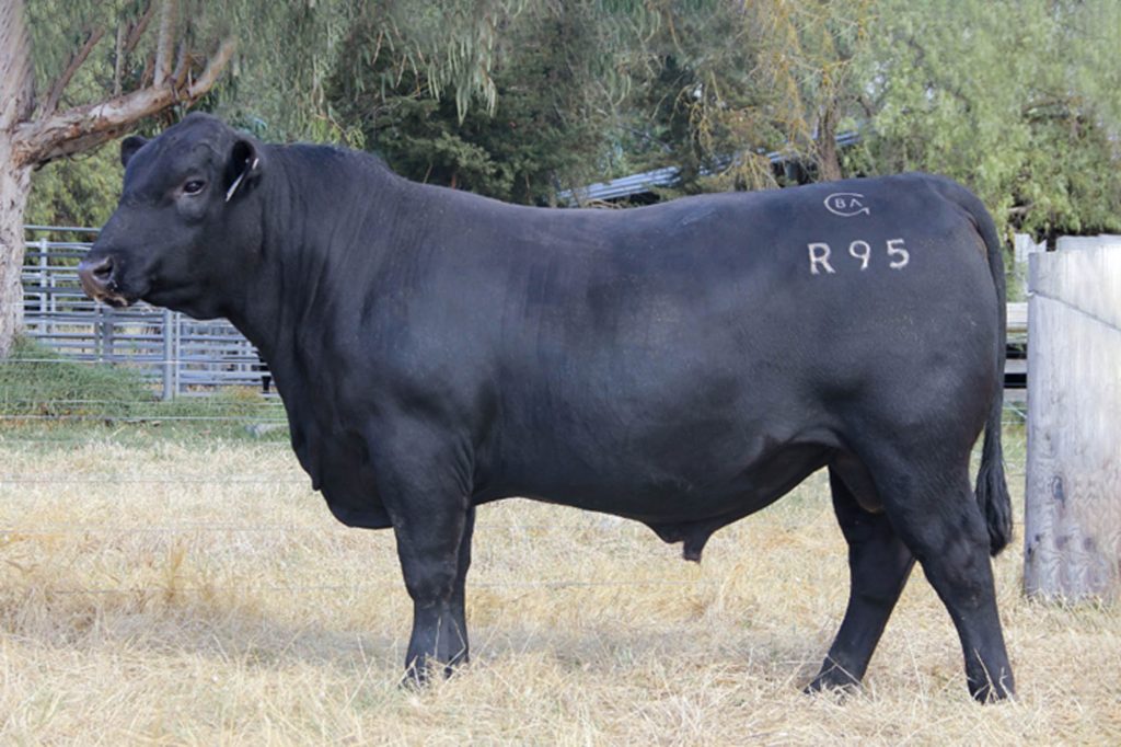 Black Angus Makahu R95