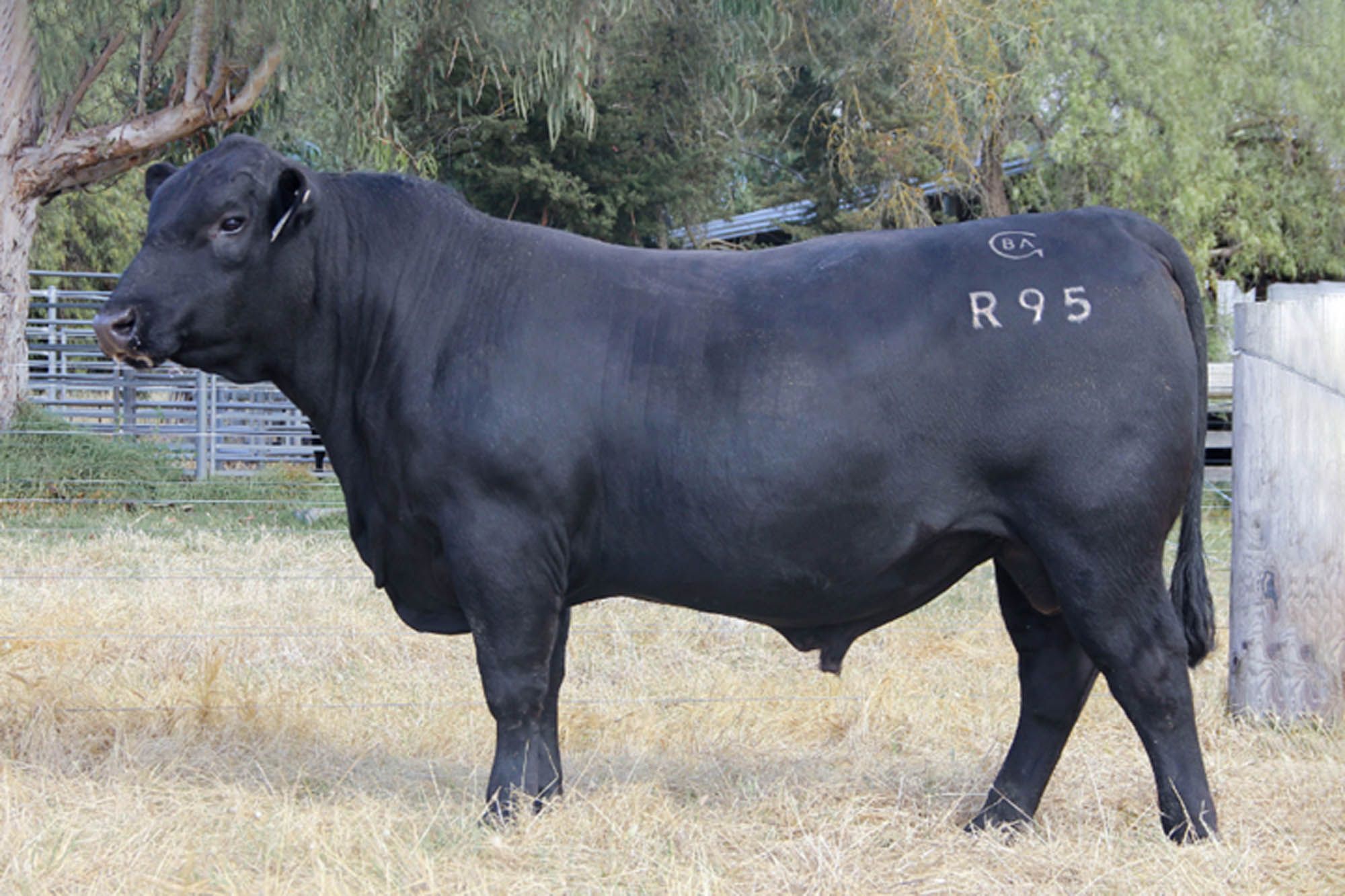 Black Angus Makahu R95