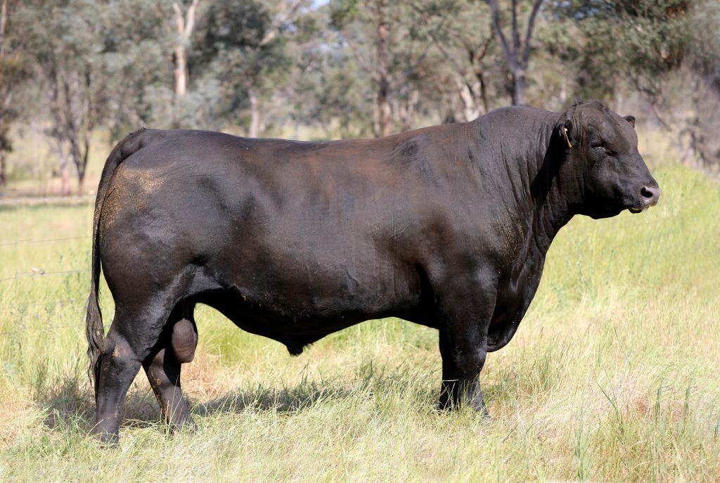 Nampara Powershift T134