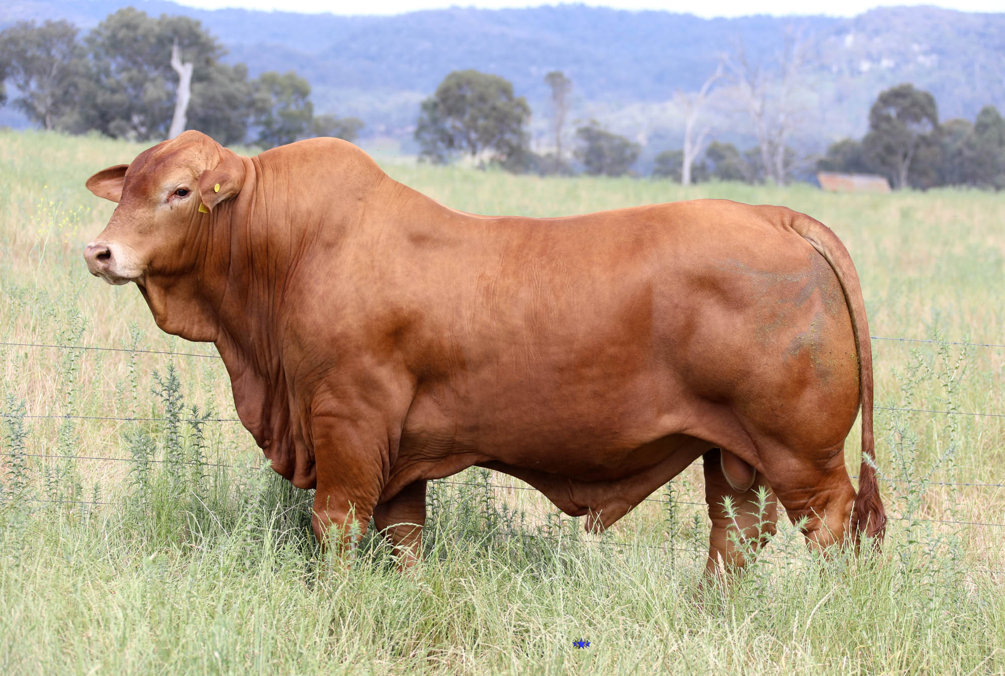 Glenlands 8828
