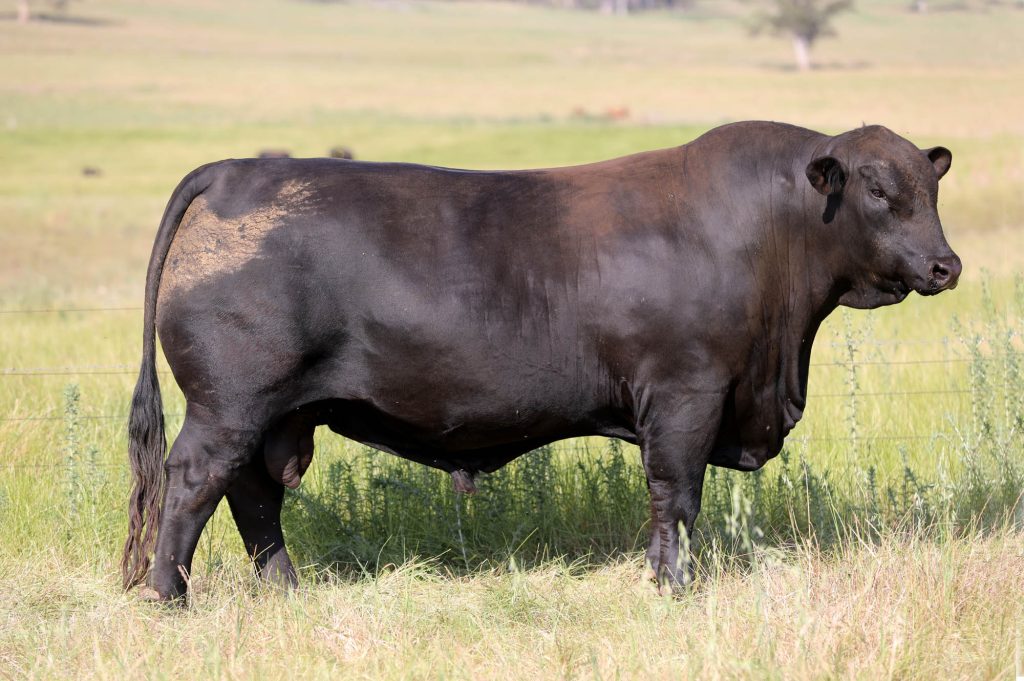 Palgrove Sugar Ray S853