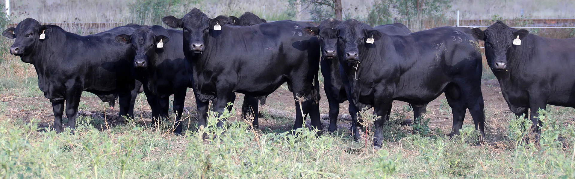 The importance of genetics in a vertically integrated supply chain